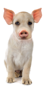 schweinehund